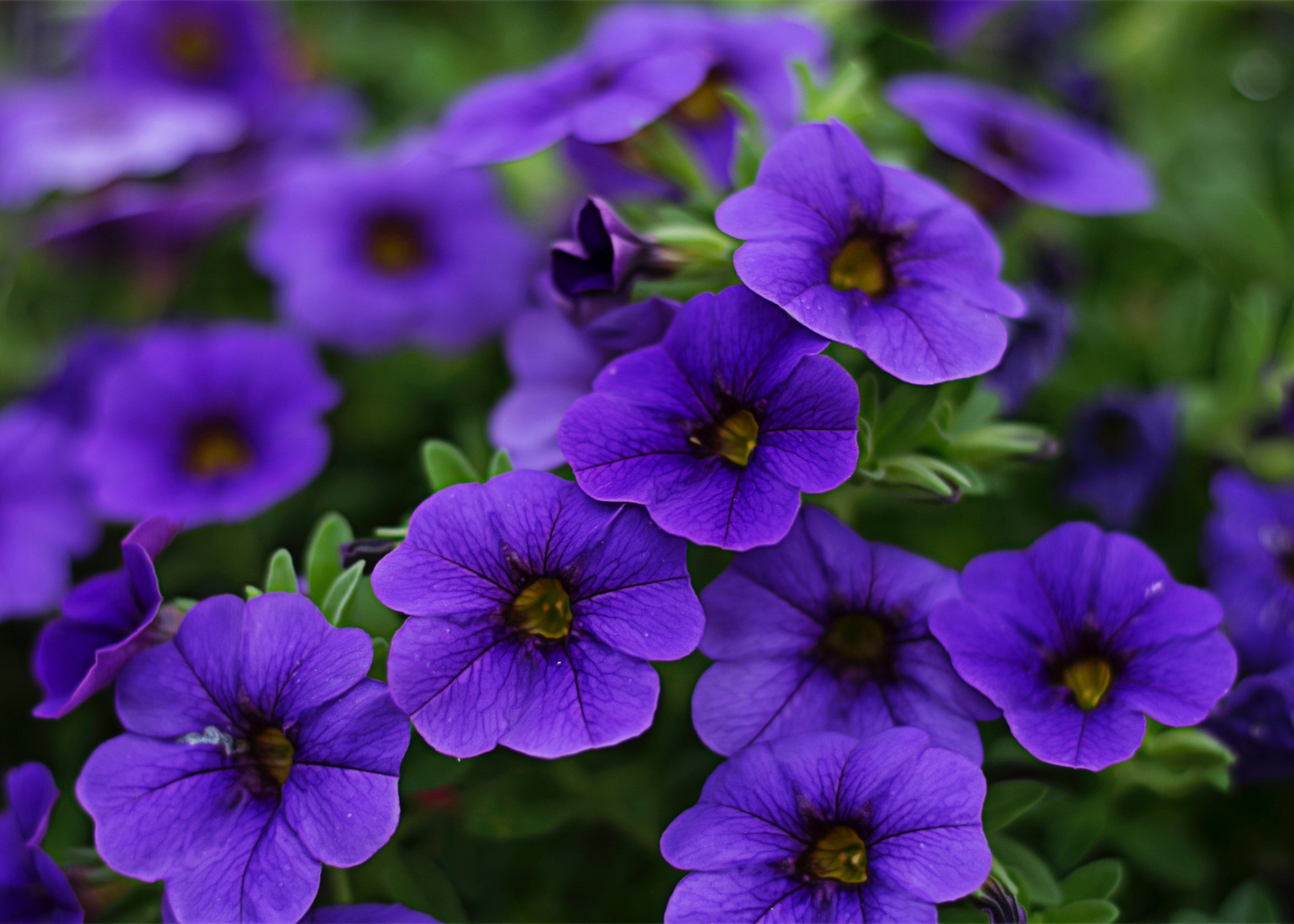 purple flowers